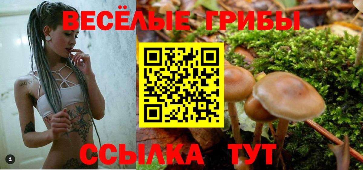Галлюциногенные грибы Psilocybine cubensis Карачаевск
